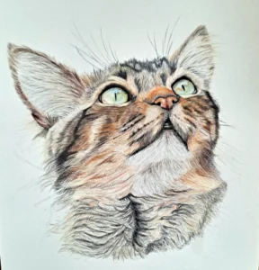 Cat Face Drawn In Coloured Pencil