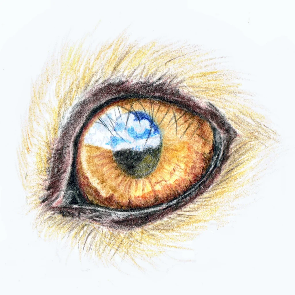 Hare Eye Drawn In Coloured Pencil