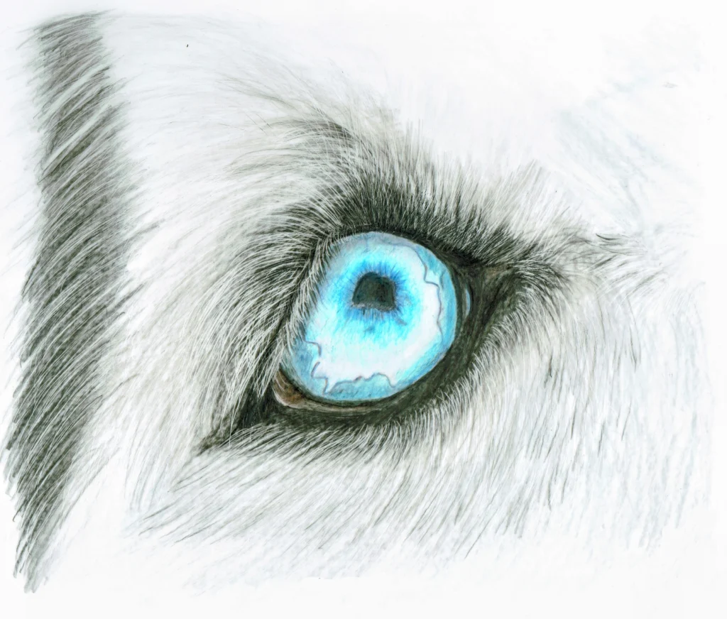 Husky Eye Drawn In Coloured Pencil