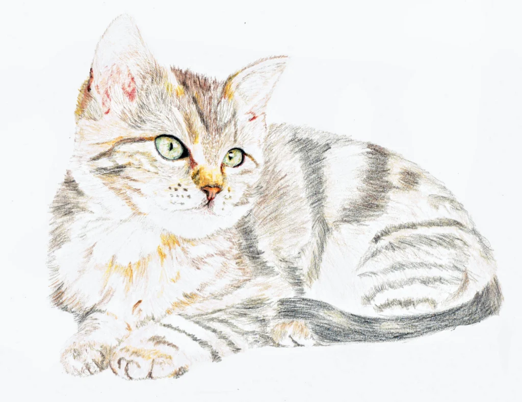 Quick Sketch Kitten Drawn In Coloured Pencil
