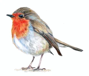 Robin Drawn In Coloured Pencil