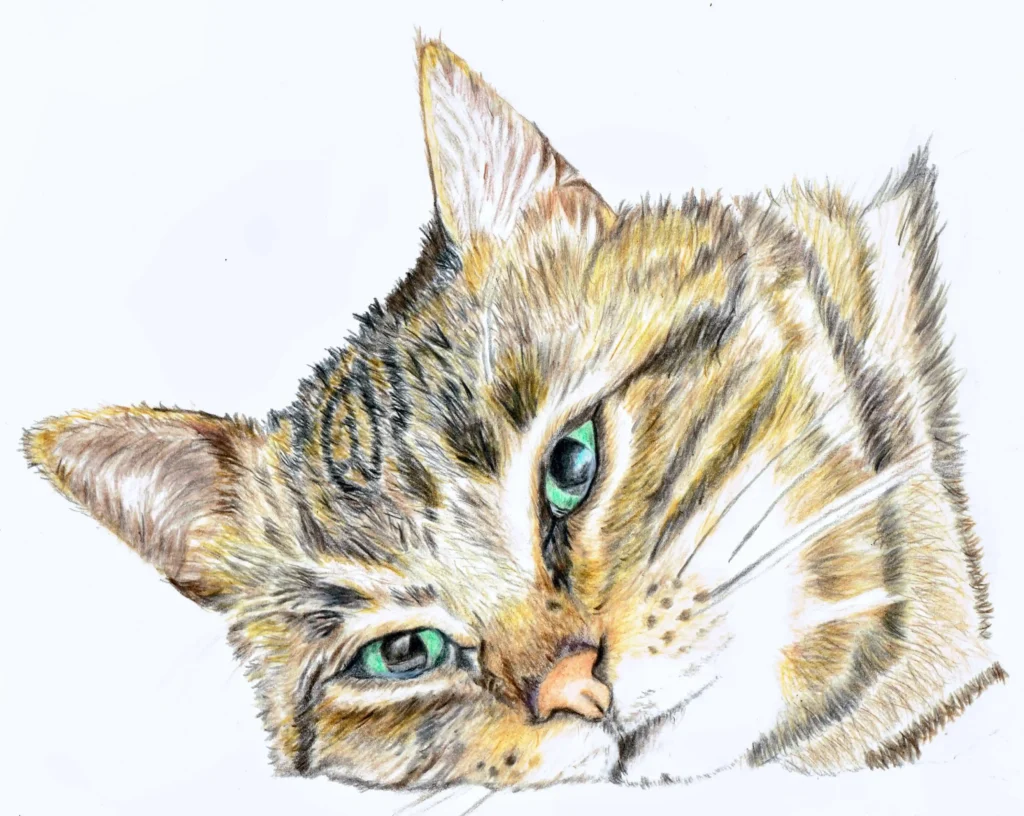 My First Cat Face Drawn in Coloured Pencil