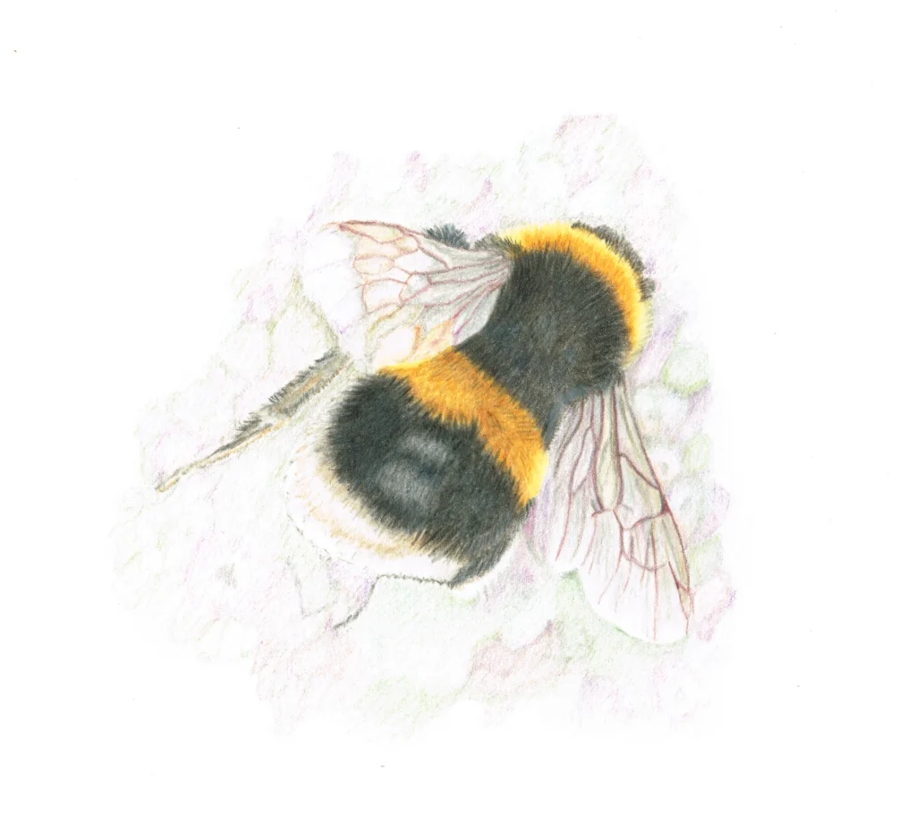 Bee Drawn In Coloured Pencil