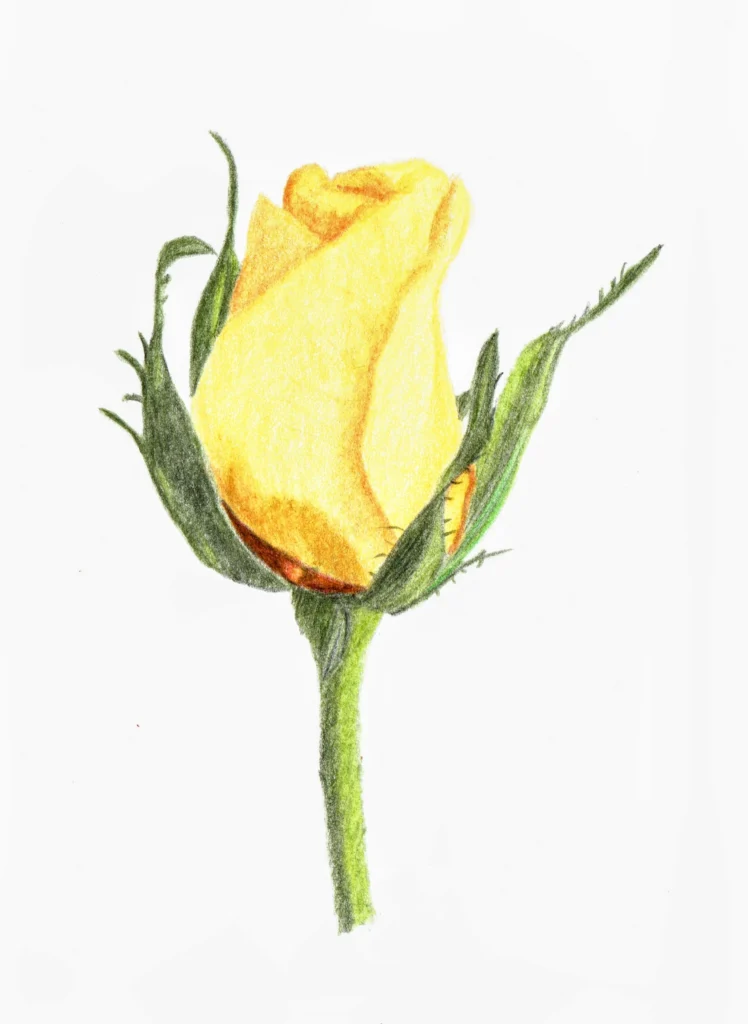 Yellow Rose Drawn In Coloured Pencil