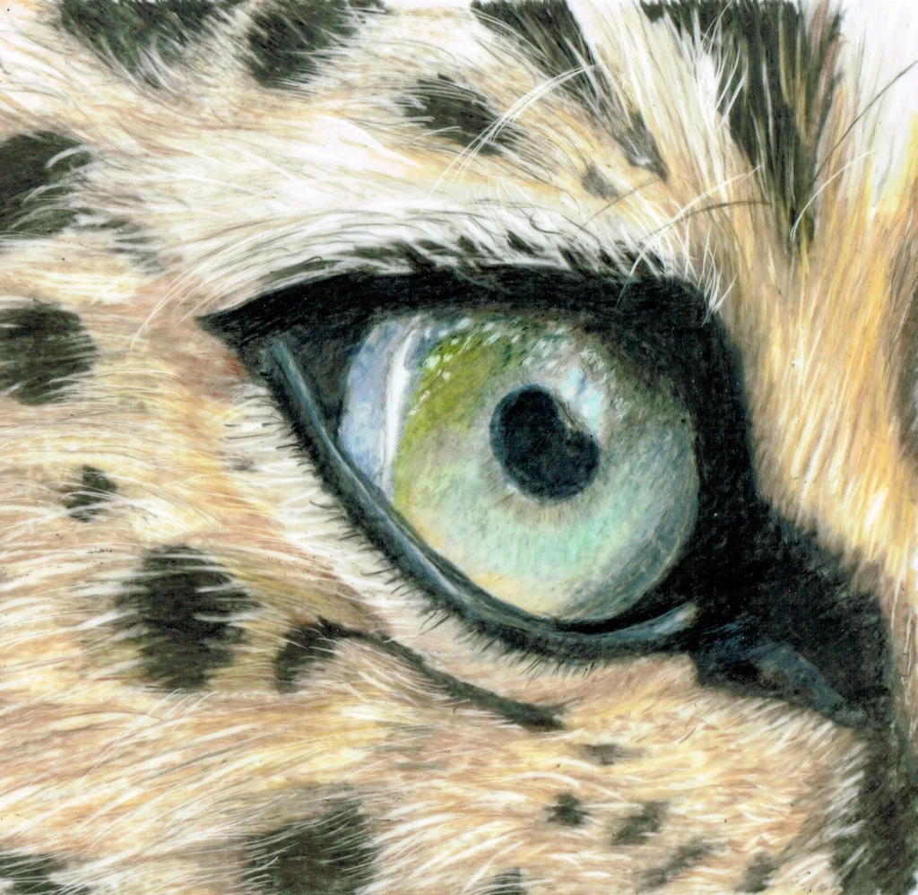 Leopard Eye Drawn In Coloured Pencil
