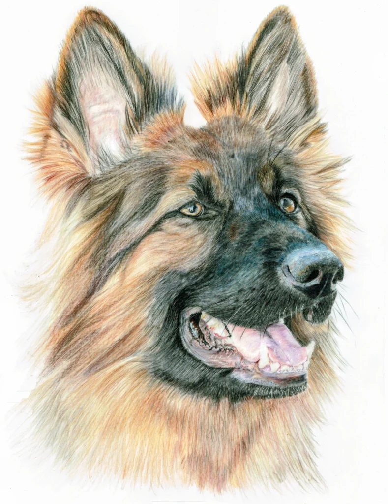 German Shepherd Dog Drawn In Coloured Pencil