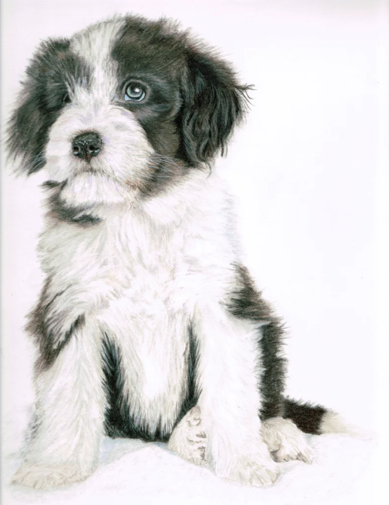 Beard Border Collie Drawn In Coloured Pencil