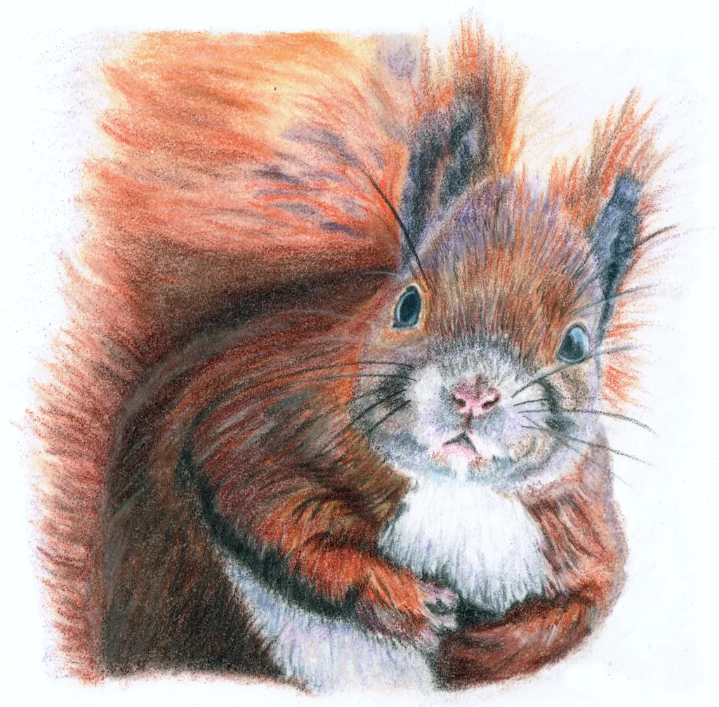 Red Squirrel Drawn In Coloured Pencil