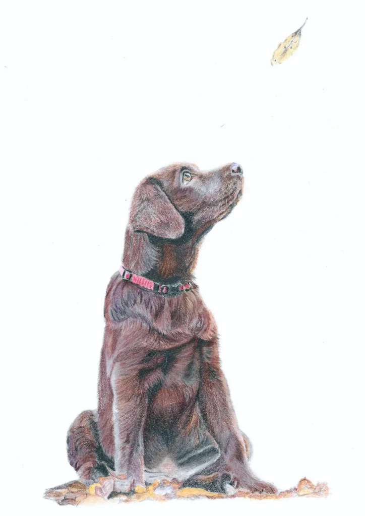Chocolate Labrador Drawn In Coloured Pencil