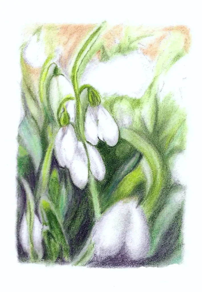 Snowdrops Drawn In Coloured Pencil