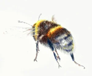Little Bee Drawn In Coloured Pencil
