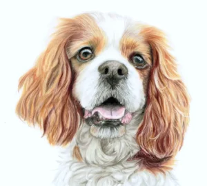 King Charles Spaniel Drawn In Coloured Pencil