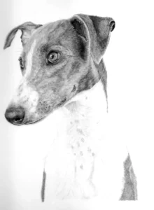 Whippet Drawn In Coloured Pencil