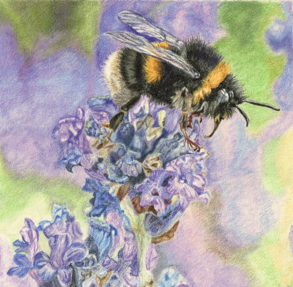 Bumble Bee Drawn In Coloured Pencil