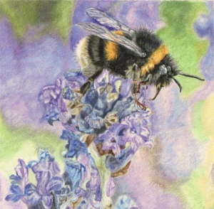 Bumble Bee Drawn In Coloured Pencil