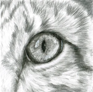 Monochrome Cat Eye Drawn In Coloured Pencil