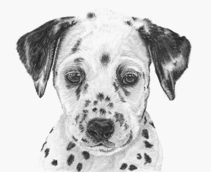 Dalmatian Puppy drawn in coloured pencil
