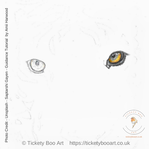 Tiger drawing in coloured pencil