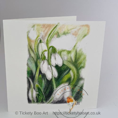 Snowdrops in coloured pencil
